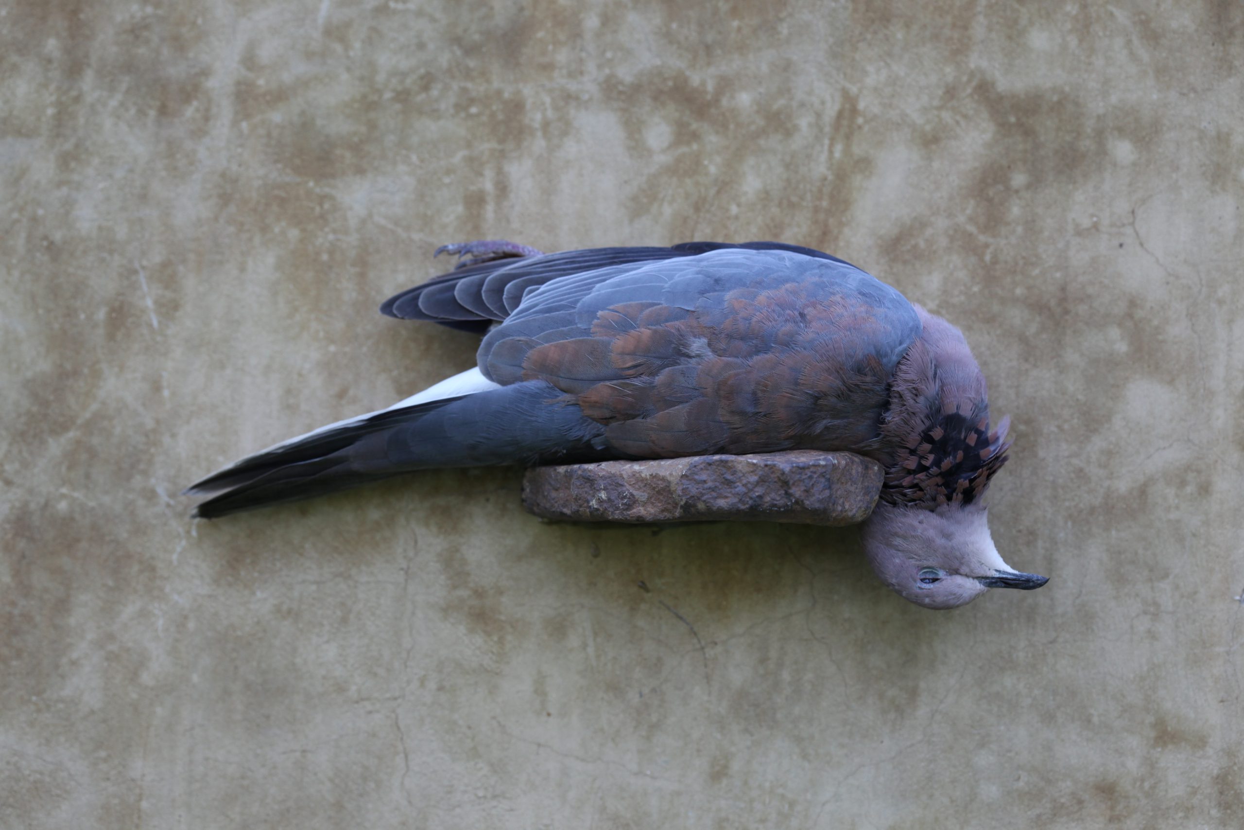 BIRD 001