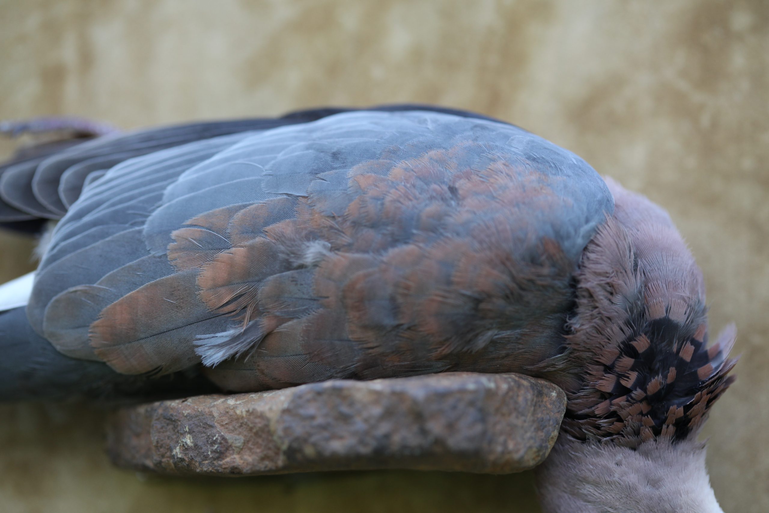 BIRD 002